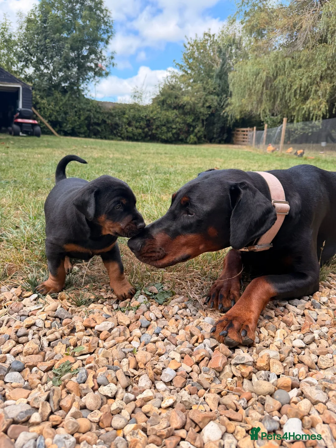Dobermann dogs for sale: CHAMPION LINE- 5 GEN DOBERMANN PUPPY  in Southampton - Advert 2
