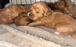 Poochon dogs for sale: Beautiful pups looking for their forever home  - Image 7