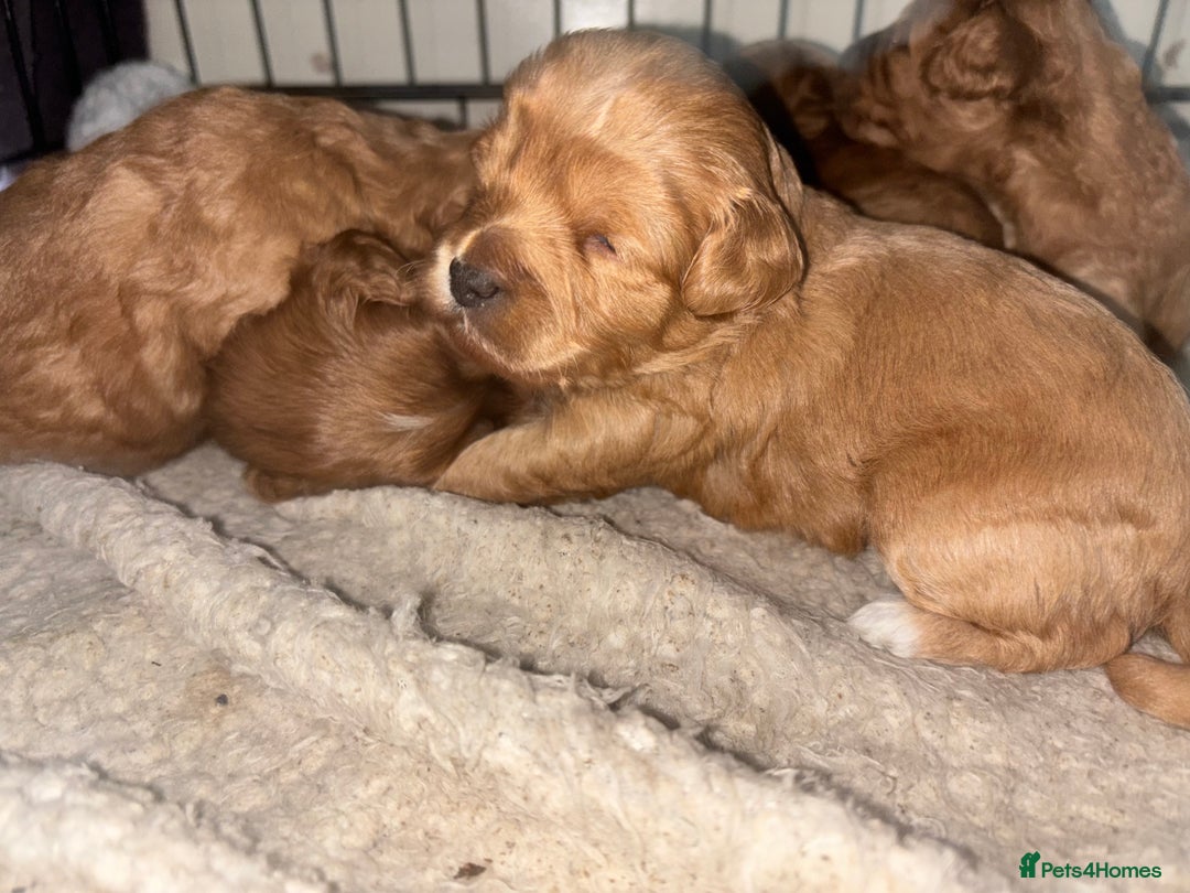 Poochon dogs for sale: Beautiful pups looking for their forever home  - Image 7