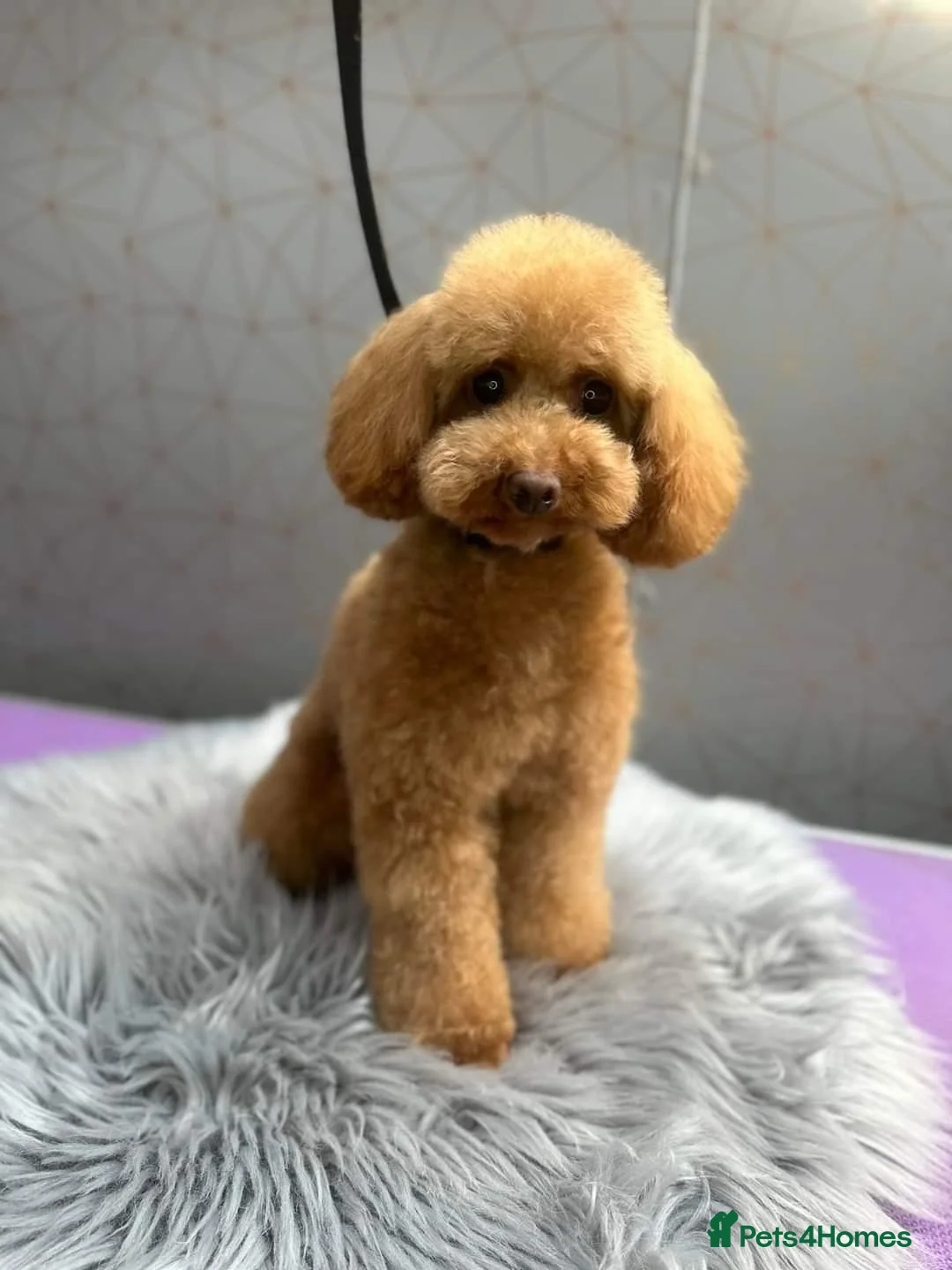 Toy Poodle dogs for sale: Deep Red Toy Poodle Boy – Last Puppy Available - Advert 2
