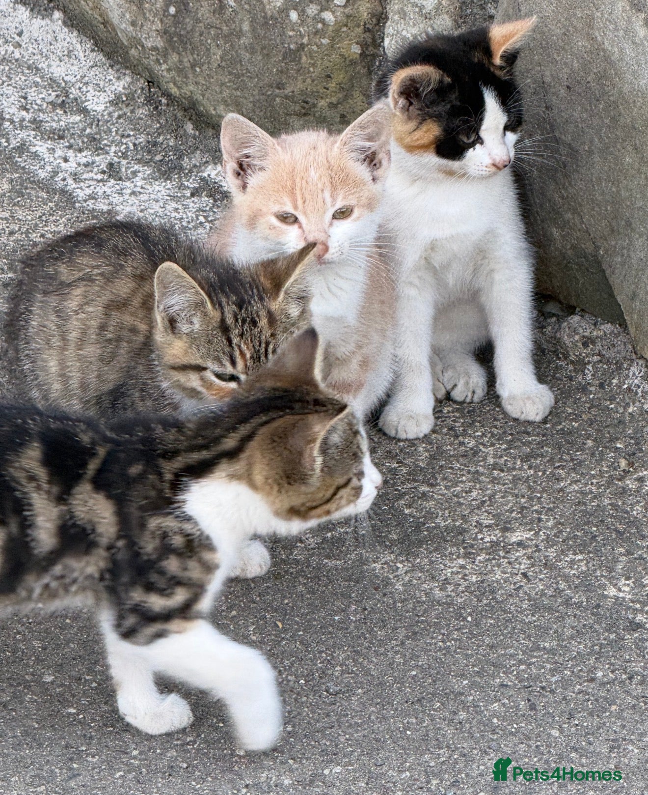 Mixed Breed cats Farm kittens for new homes ideal pets - Advert 10