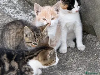 Mixed Breed cats Farm kittens for new homes ideal pets - Advert 10
