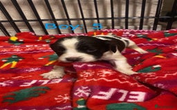 English Springer Spaniel dogs for sale: Beautiful litter of 11 springer spaniel puppies  - Advert 15