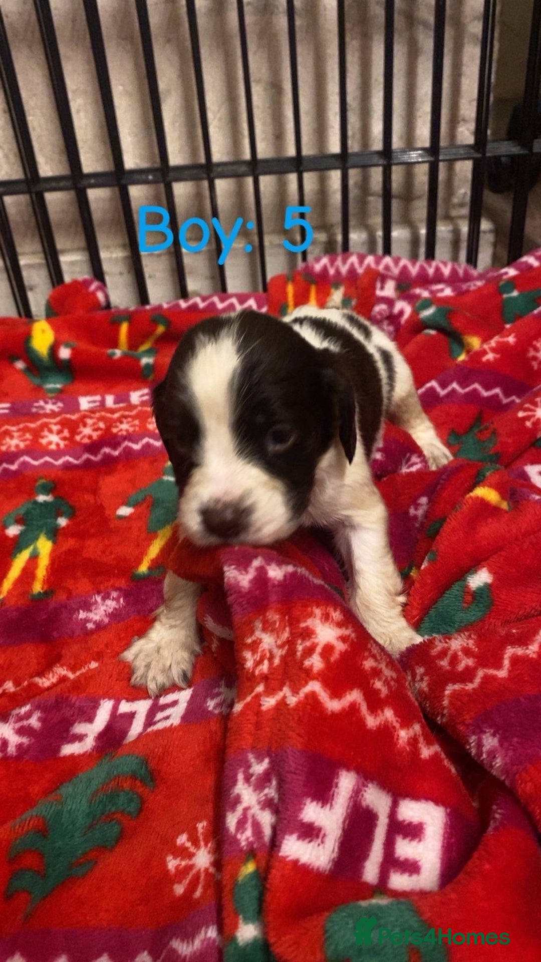 English Springer Spaniel dogs for sale: Beautiful litter of 11 springer spaniel puppies  - Advert 15