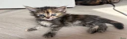 Mixed Breed cats for sale: Affectionate & Beautiful Ragdoll X Kittens - Advert 16