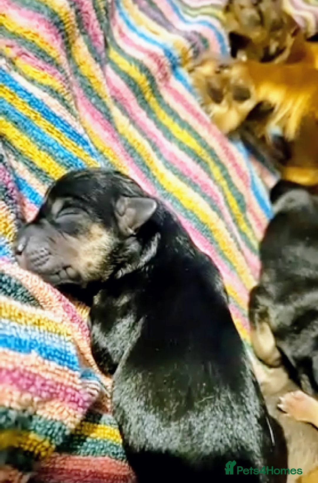 Mixed Breed dogs for sale: Dachsund x jack  in Dover - Advert 2