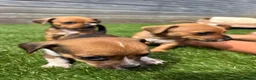 Jackshund dogs for sale: 🐾 Adorable Chiweenie Puppies - Advert 3