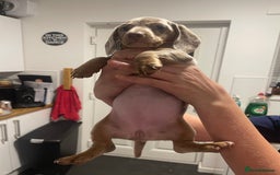 Miniature Dachshund dogs for sale: 2 x Miniature dachshund  - Image 18
