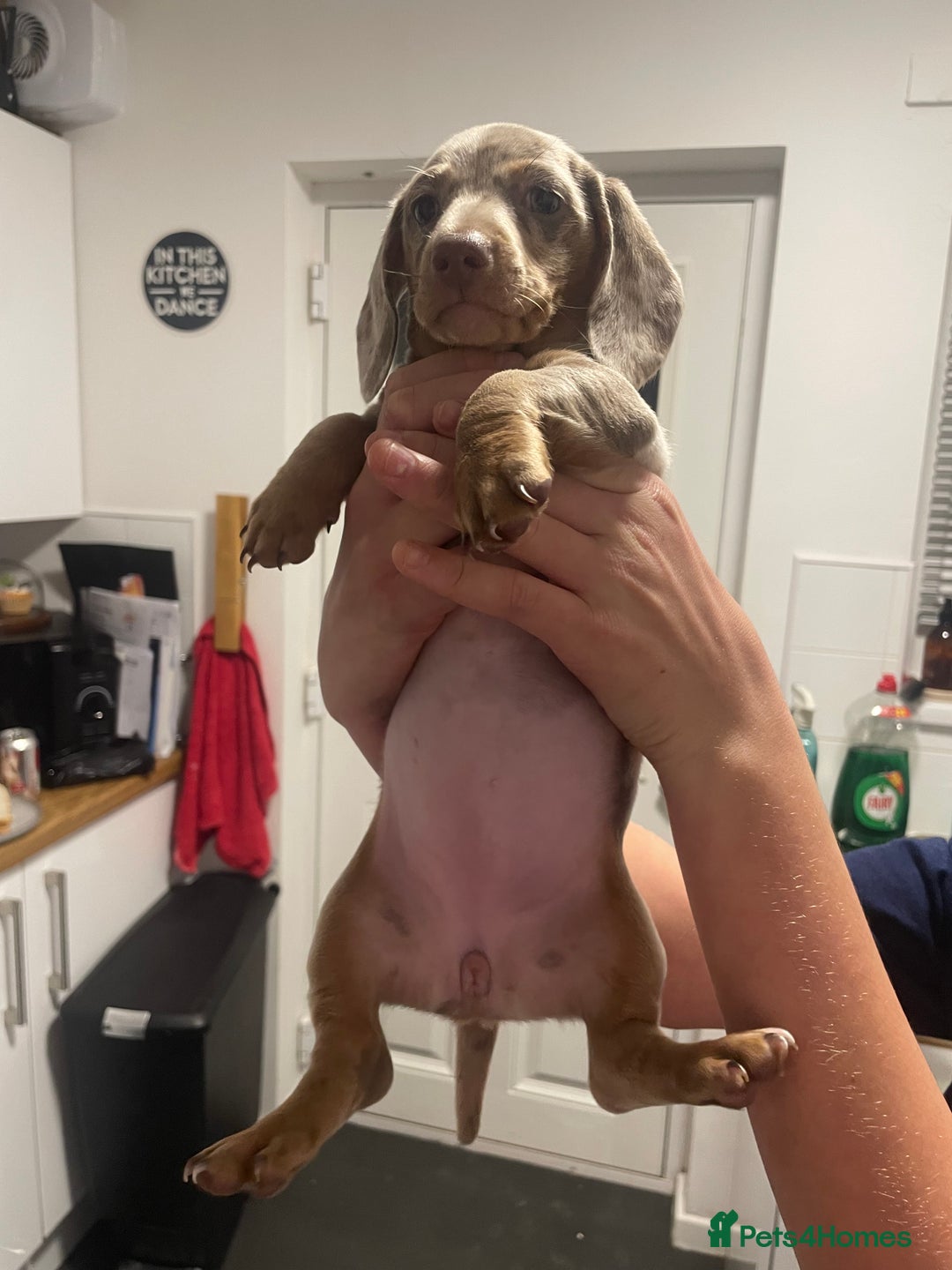 Miniature Dachshund dogs for sale: 2 x Miniature dachshund  - Image 18