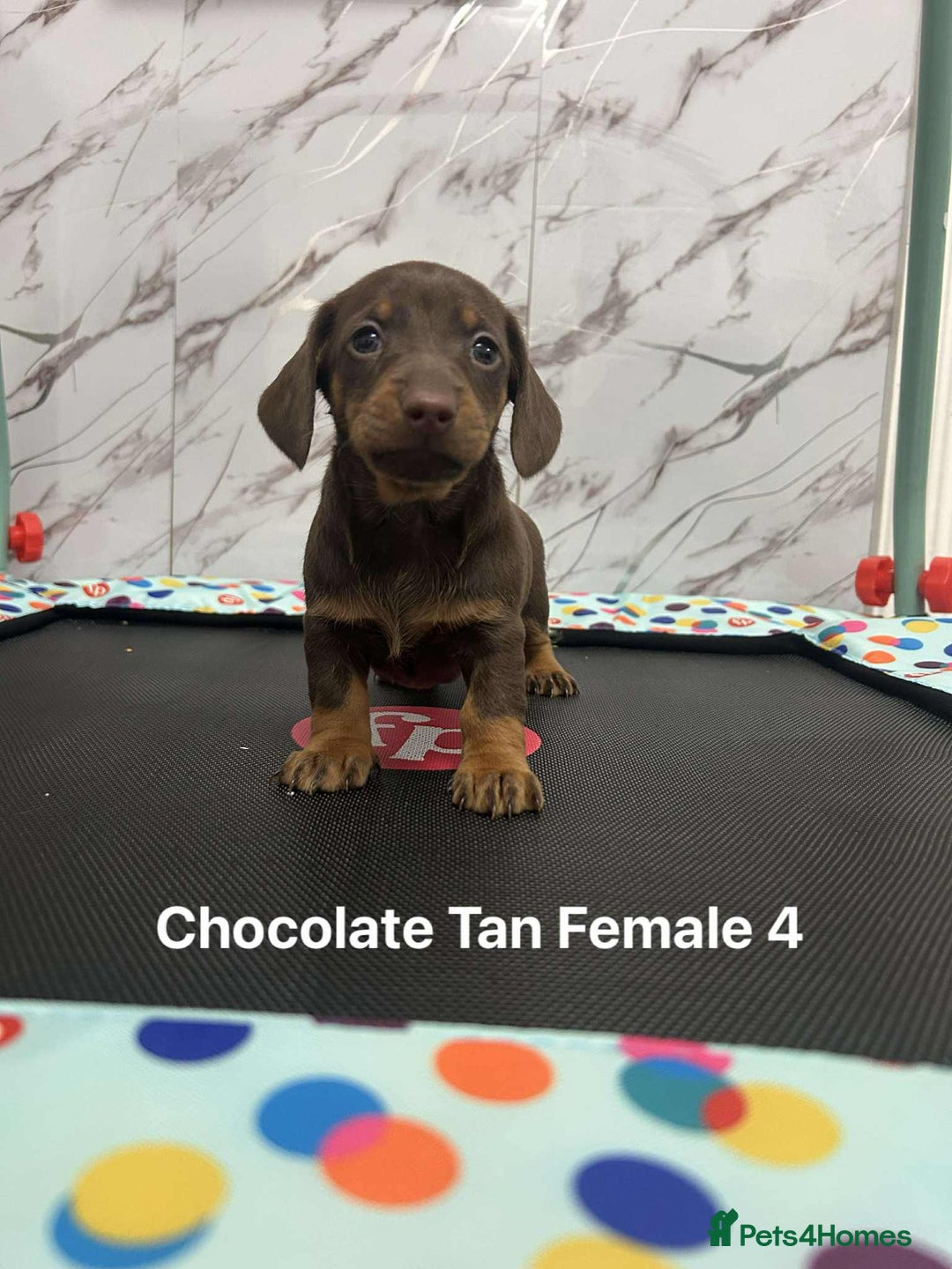 Miniature Dachshund dogs for sale: ❤️❤️Miniature Dachshunds❤️❤️ - Advert 9