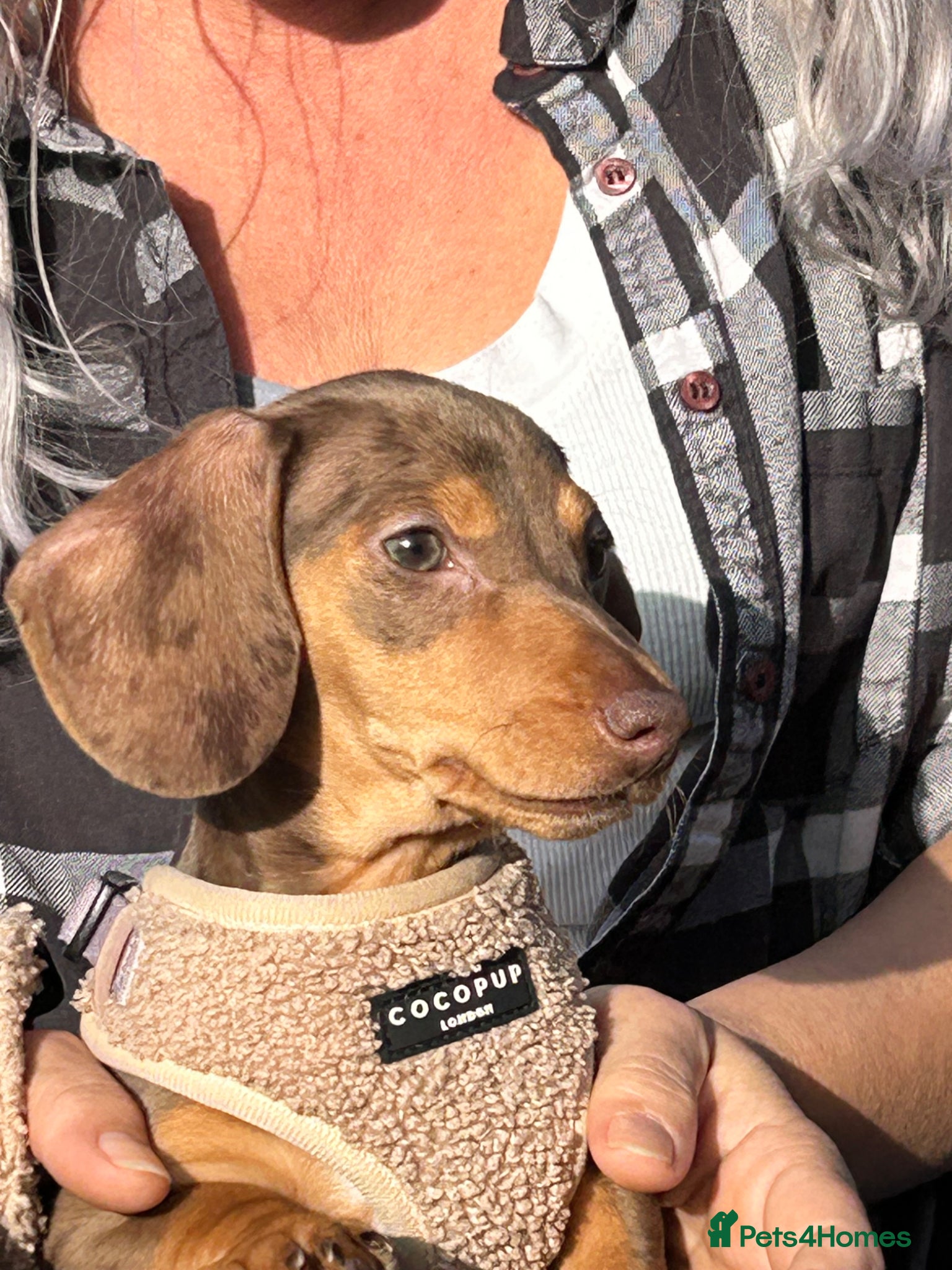 Miniature Dachshund dogs Miniature Dachshund girl KC Registered - Advert 14