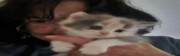 Ragdoll cats for sale: 1 female kitten rag doll in Crook - Advert 2