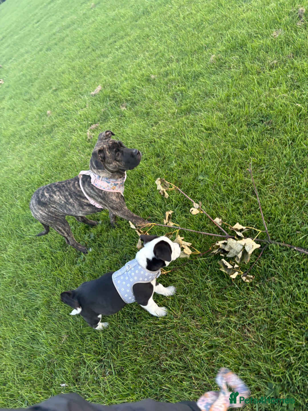 Mixed Breed dogs for sale: Puppy Akita cross American bulldog - Image 3