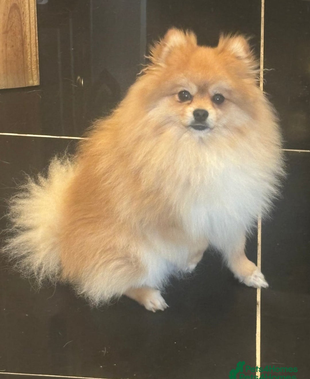 Pomchi dogs for sale: 3/4 Pom 1/4 chi Pomchi F1BB - Advert 5