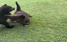 Mixed Breed cats for sale: Kittens ready to leave  - Image 10