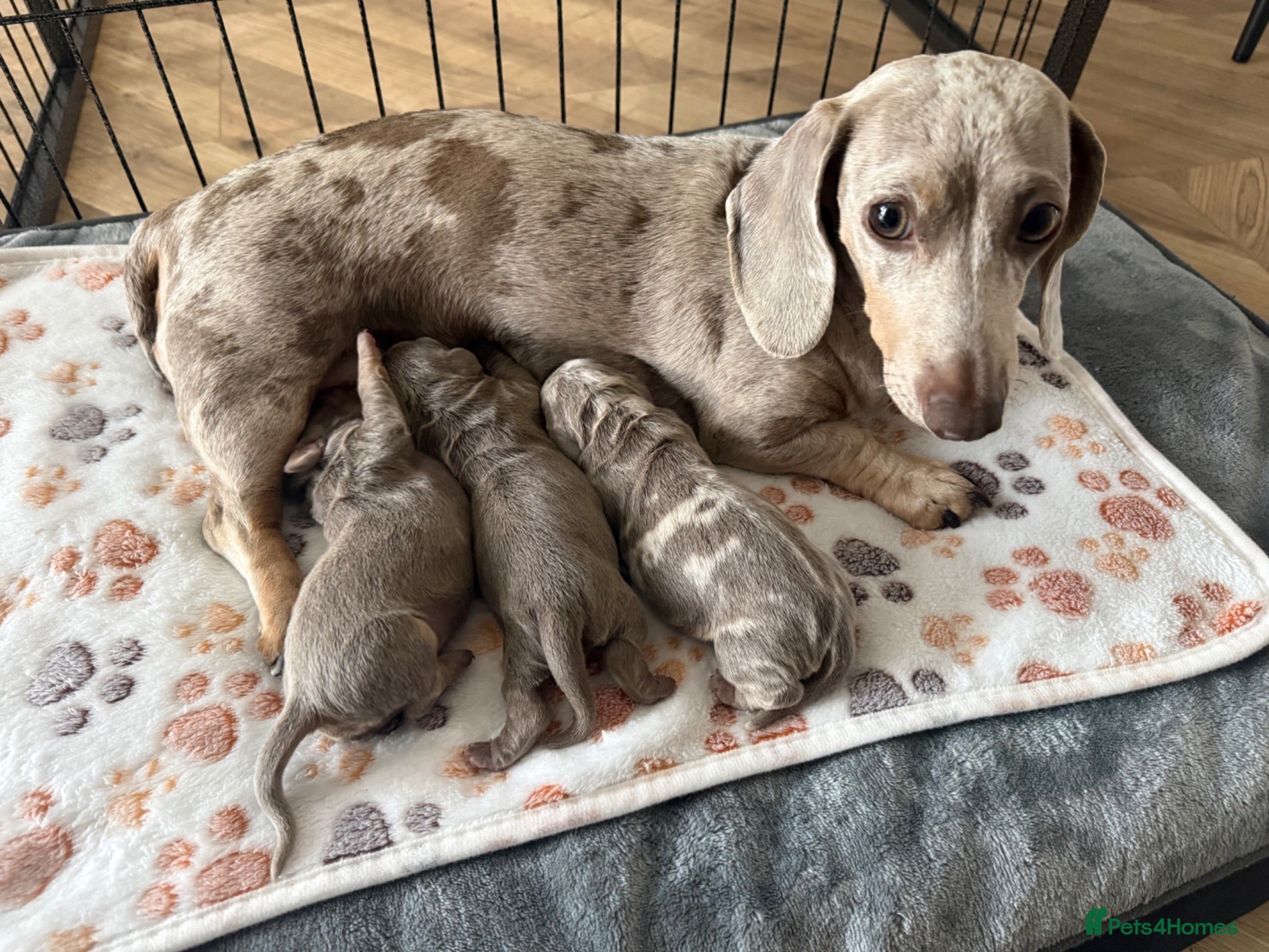 Miniature Dachshund dogs KC registered miniature daschunds  - Advert 3