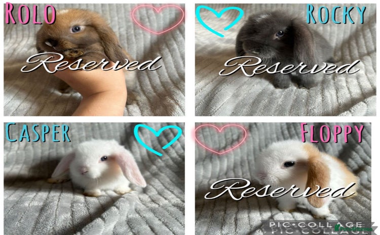 Mini Lop rabbits - Advert 1