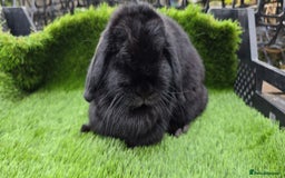 Mini Lop rabbits for sale: Mini lop x 3 males - Image 5