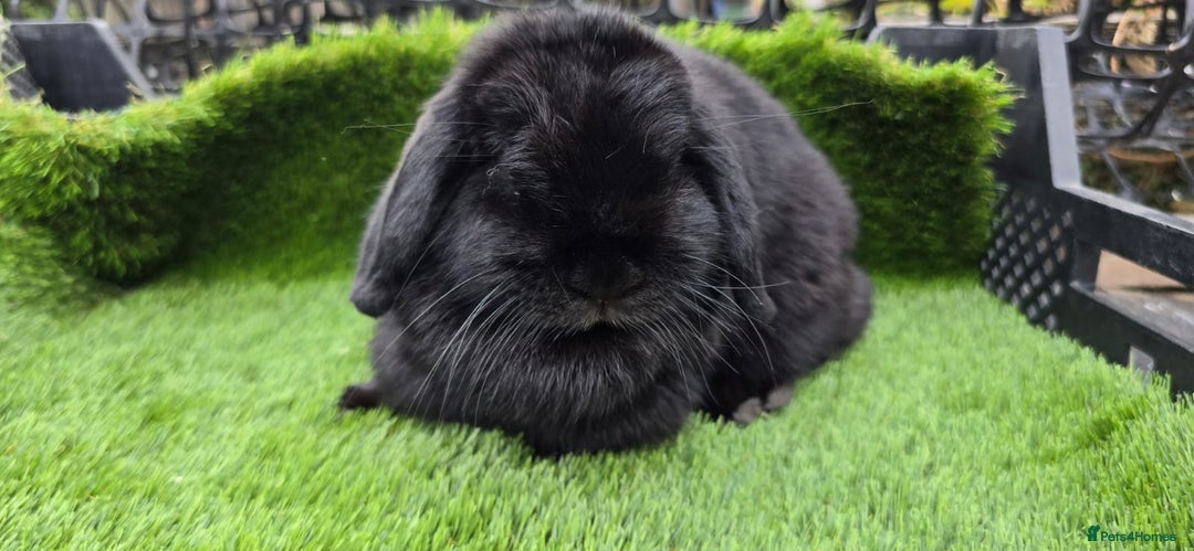 Mini Lop rabbits for sale: Mini lop x 3 males - Image 5