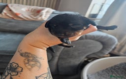 Dachshund dogs for sale: Beautiful Dachshund Puppies - Image 27