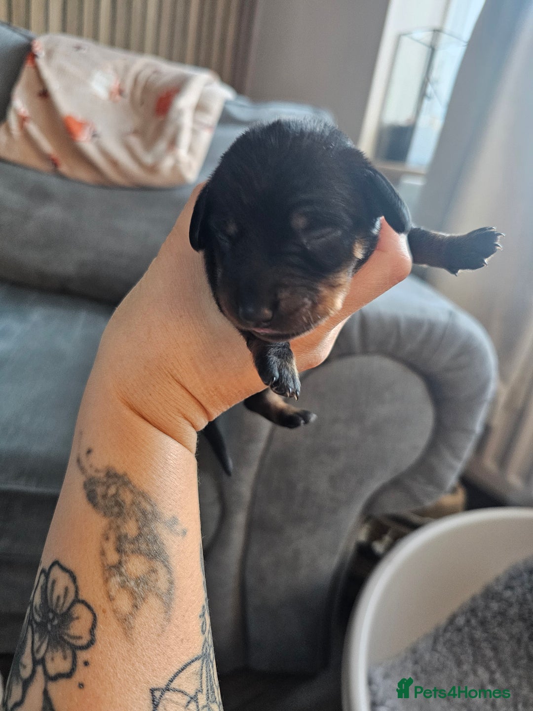 Dachshund dogs for sale: Beautiful Dachshund Puppies - Image 27