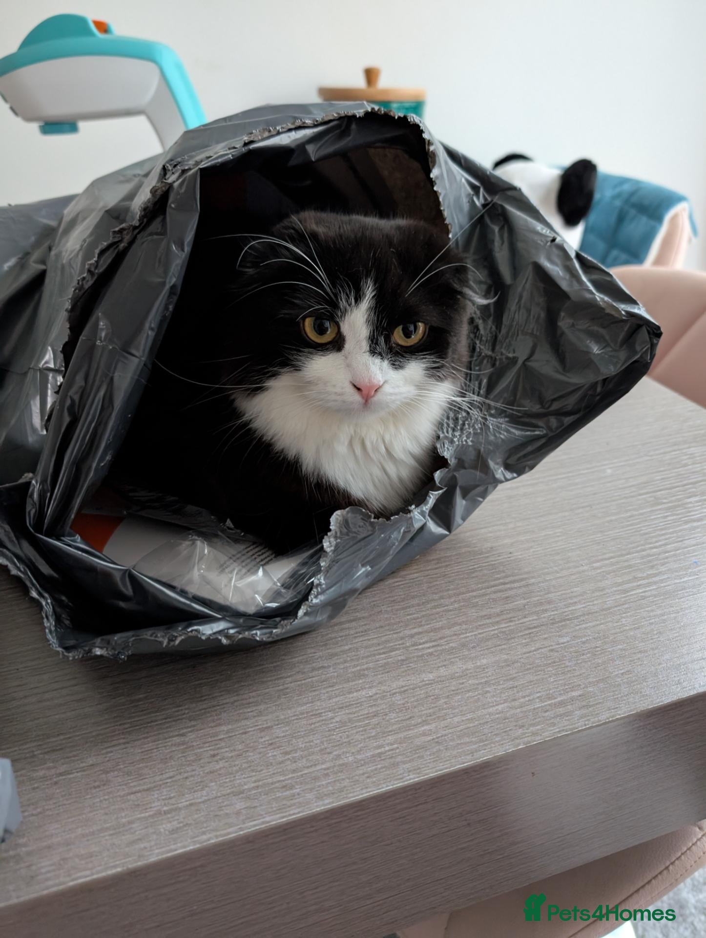 Scottish Fold cats Beautiful kitten ready NOW!! - Advert 5