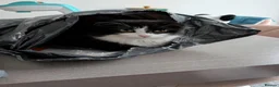 Scottish Fold cats for sale: Beautiful kitten ready NOW!! - Advert 1