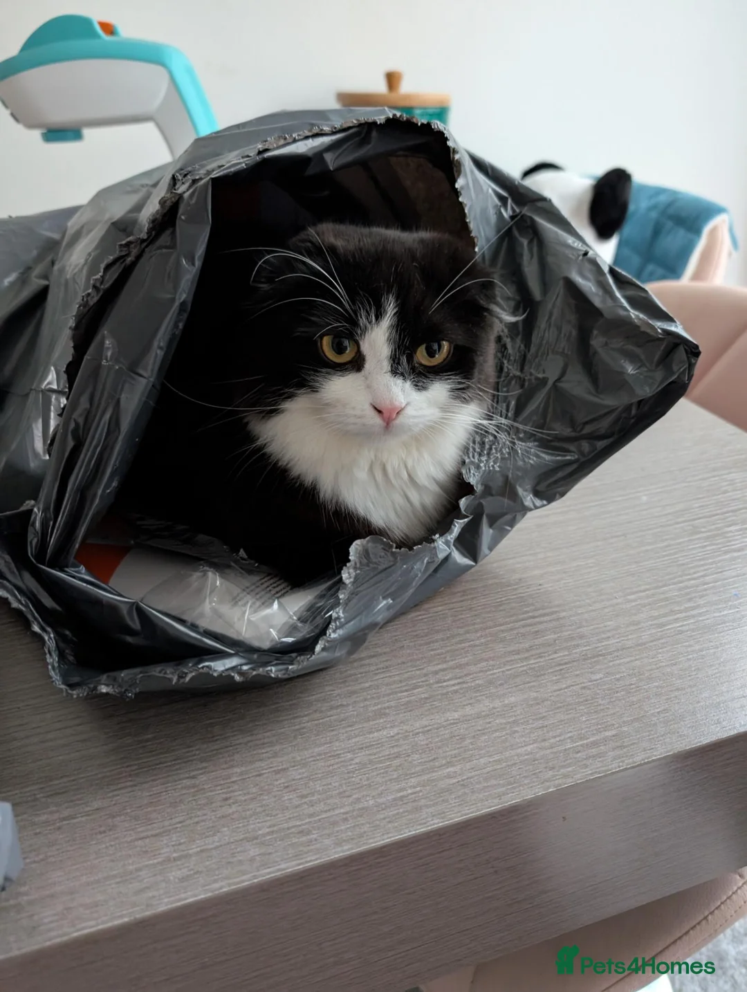 Scottish Fold cats for sale: Beautiful kitten ready NOW!! - Advert 1