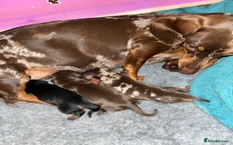 Miniature Dachshund dogs for sale: Miniature dachshund smooth hair puppies  - Image 3