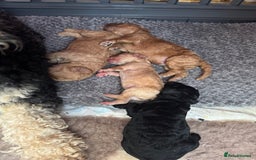 Mixed Breed dogs for sale: Beautiful Cockapoo puppies  - Image 7