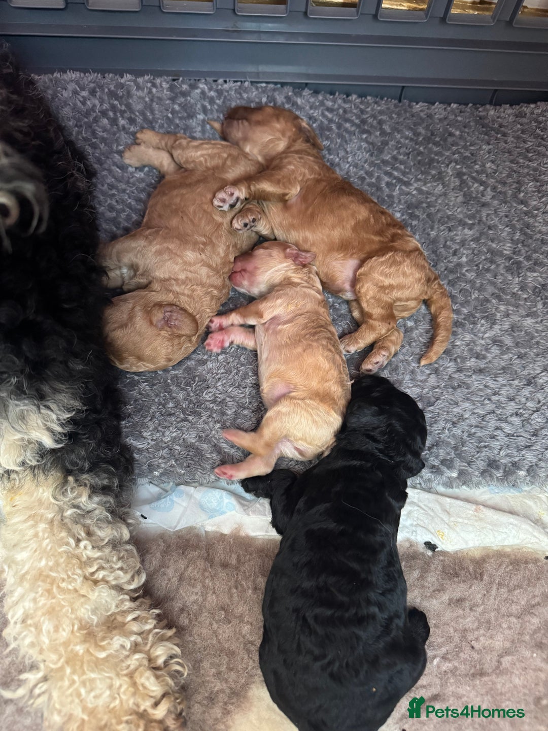 Mixed Breed dogs for sale: Beautiful Cockapoo puppies  - Image 7
