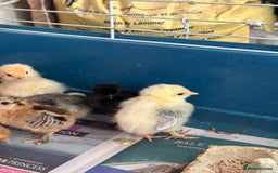 Chickens poultry for sale: Chicks polish silkies Pekin Brahma chickens  - Image 6