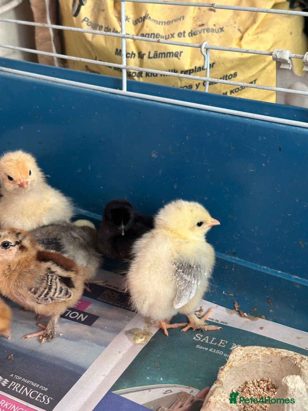 Chickens poultry for sale: Chicks polish silkies Pekin Brahma chickens  - Image 6