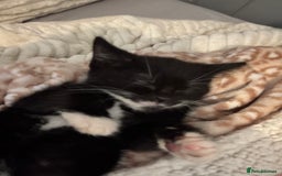 Mixed Breed cats for sale: two mixed breed black and white kittens  - Image 3