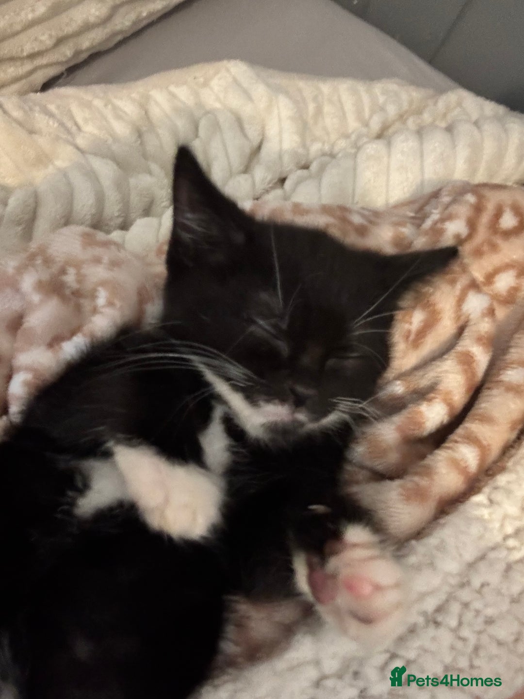 Mixed Breed cats for sale: two mixed breed black and white kittens  - Image 3