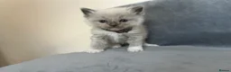 Ragdoll cats for sale: Beautiful mink ragdoll kittens all male  - Advert 14