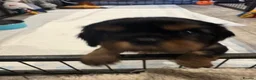 Cavalier King Charles Spaniel dogs for sale: Fully health tested cavalier King Charles puppys - Advert 5