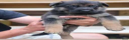 German Shepherd dogs for sale: Blood champions german shepherd puppies  in Hull - Advert 7