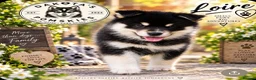Pomsky dogs for sale: Stunning F3 Pomsky Puppies - Advert 15