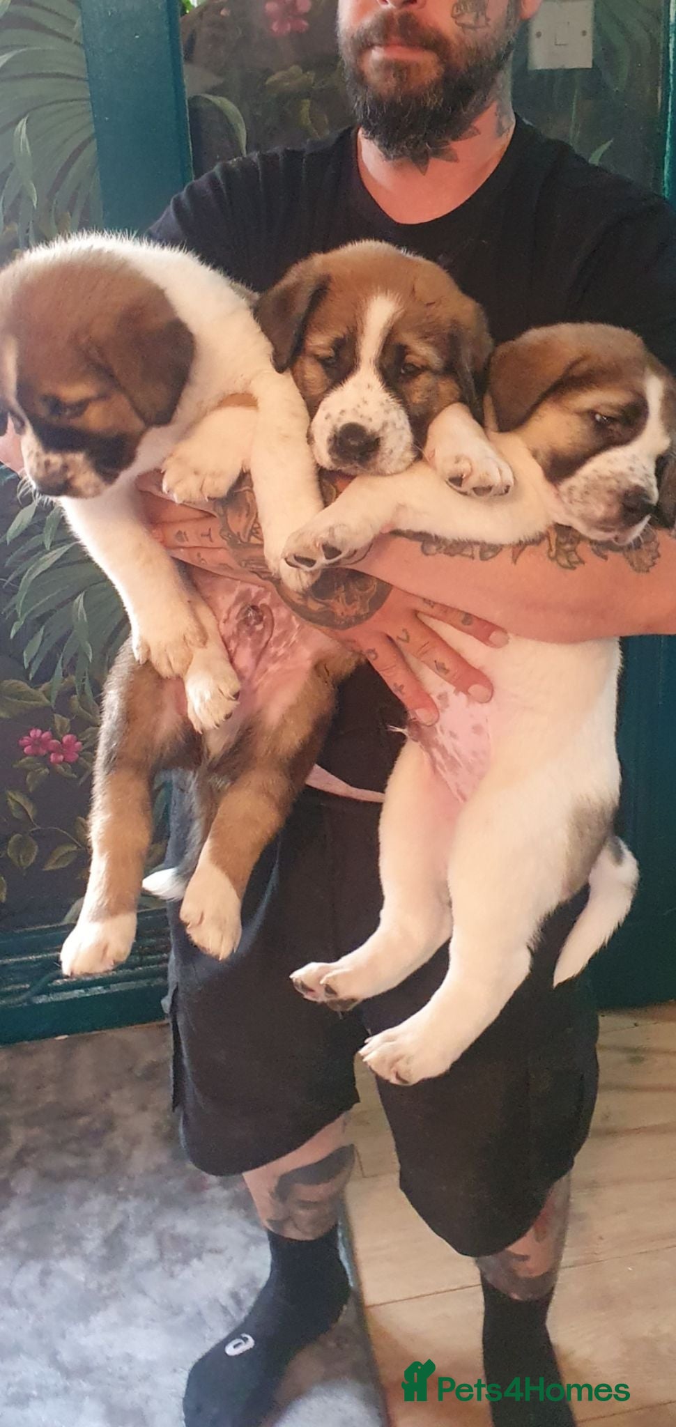 Central Asian Shepherd dogs Central asian shepherd pups (alabai) - Advert 3