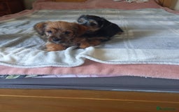 Mixed Breed dogs for sale: 💞 Beautiful Yorkie Russel Puppies 💞 - Image 4
