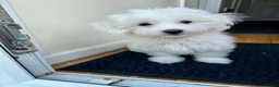 Bichon Frise dogs for sale: Beautiful Bichon boy ready for his forever home.  - Advert 3