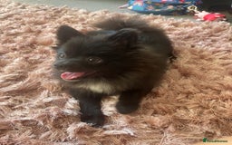 Pomeranian dogs for sale: Beautiful Pomeranian girl for sale - Image 3