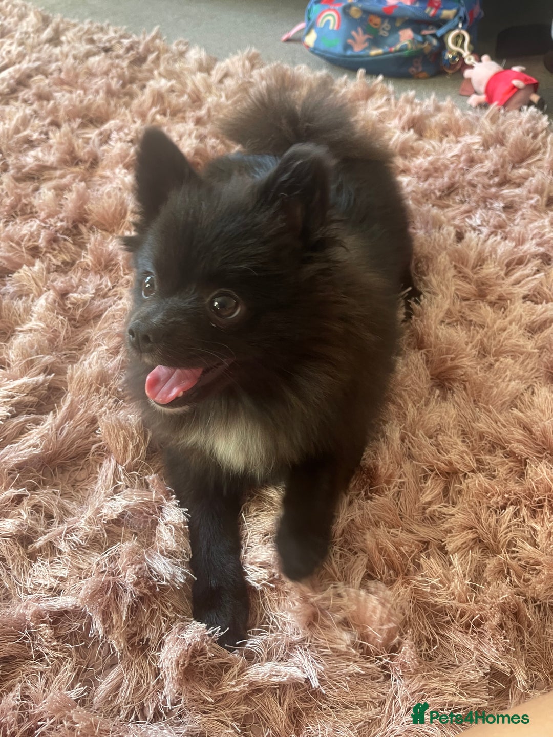 Pomeranian dogs for sale: Beautiful Pomeranian girl for sale - Image 3