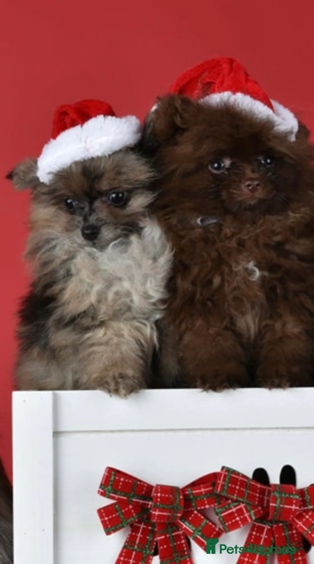 Pomeranian dogs for sale: PERFECT GIRL POMERANIAN 1.2kg Merle  - Advert 4