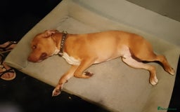 Staffordshire Bull Terrier dogs for sale: Staffie boy looking for a new home  - Image 3