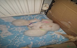 Ragdoll cats for sale: 4 Beautiful Ragdoll Kittens - Image 7