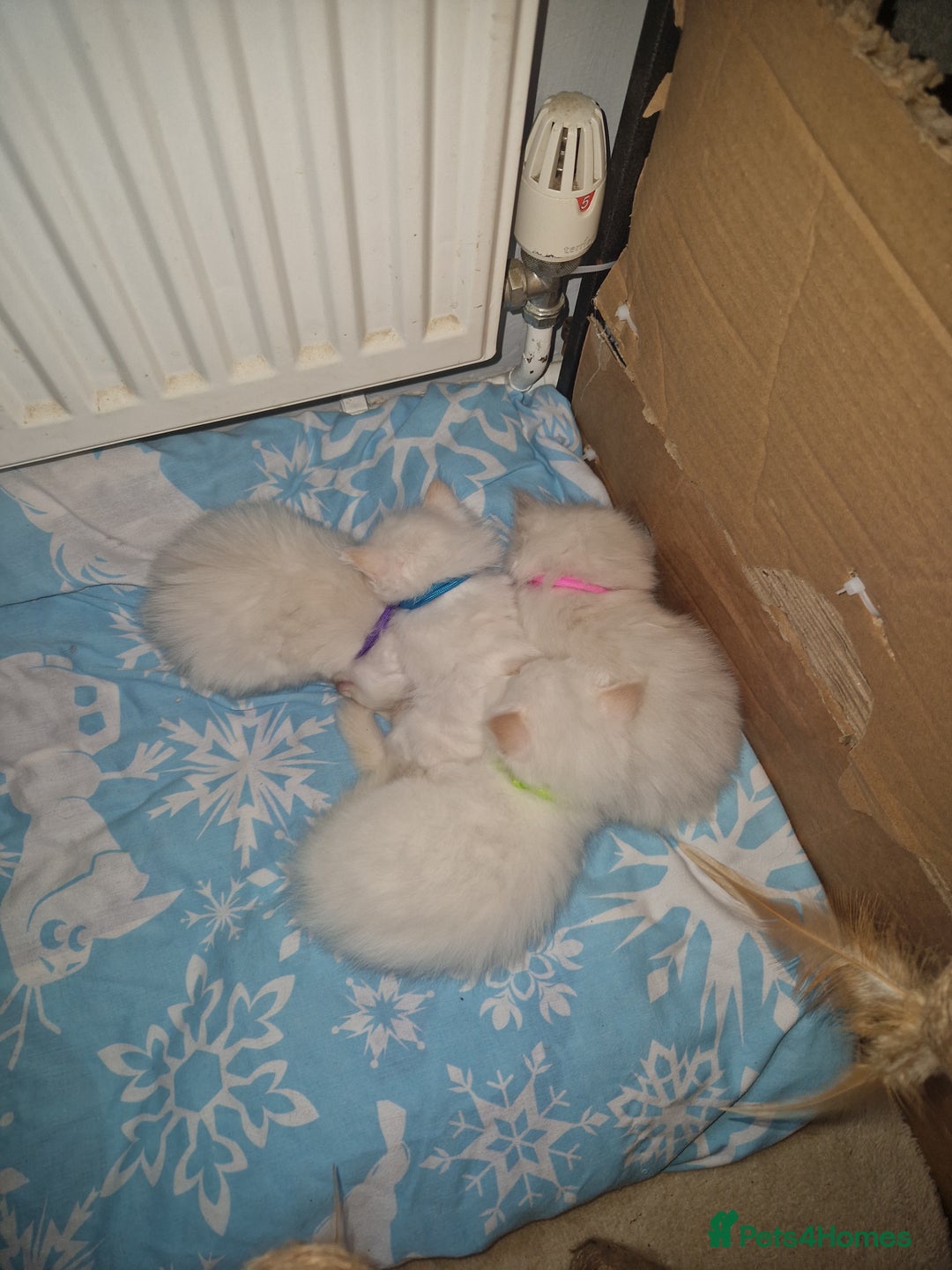 Ragdoll cats for sale: 4 Beautiful Ragdoll Kittens - Image 7