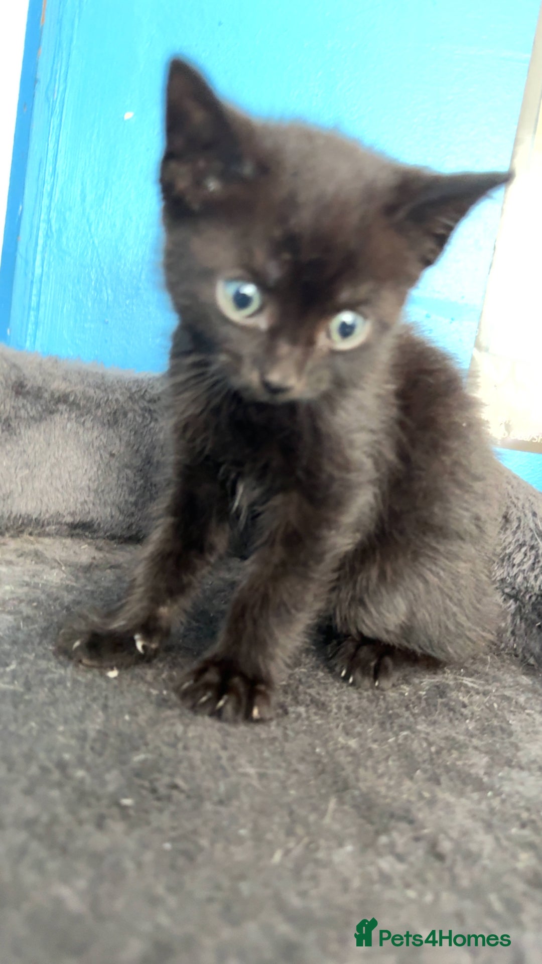 Mixed Breed cats for sale: 4 beautiful black and tabby kittens - Image 4