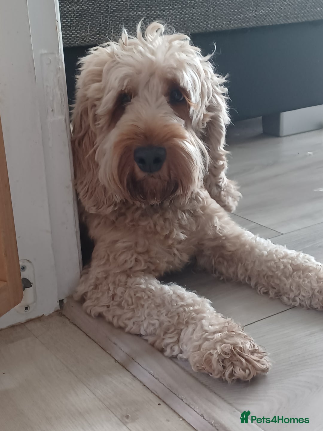 Cavapoo dogs for sale: 🐶  Cavapoo/ miniature poodle 🐶  - Advert 4